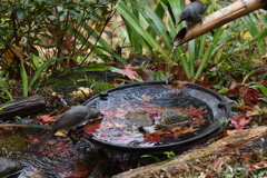 水飲み場のヒヨ