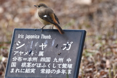 シャガ・・・ではなくジョウビタキ