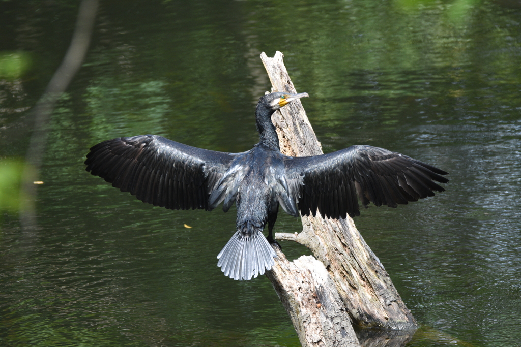 西油山のカワウ