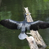 西油山のカワウ