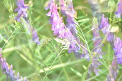 ミツバチ