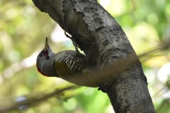 アオゲラ