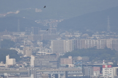 ハチクマ