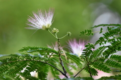 ネムノキの花