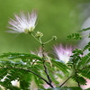ネムノキの花