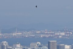 福岡市上空を飛ぶハチクマ