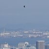 福岡市上空を飛ぶハチクマ