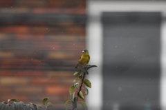 雨のカワラヒワ