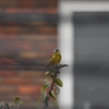 雨のカワラヒワ