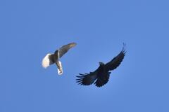 ハイタカ　対　カラス