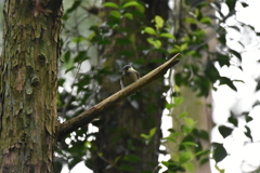 ヤマガラ　幼鳥　西油山