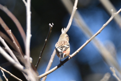 ベニマシコ　♀