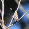 ベニマシコ　♀