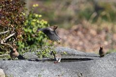 ヒレンジャクがやってきた