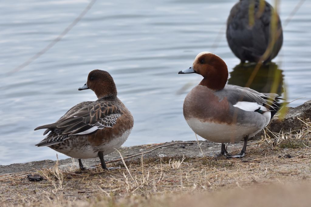 大濠公園のヒドリガモ