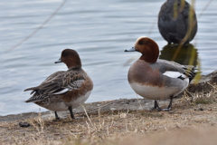 大濠公園のヒドリガモ