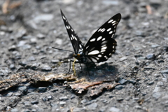 ゴマダラチョウ