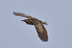 初撮り　サンカノゴイ