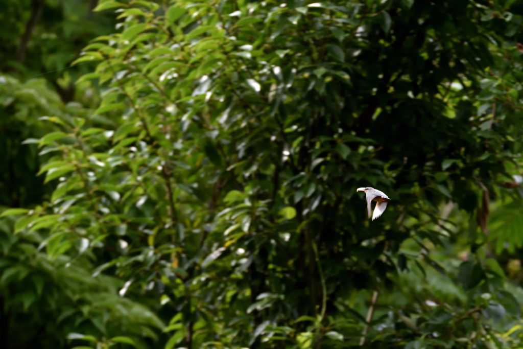 目の前を・・・