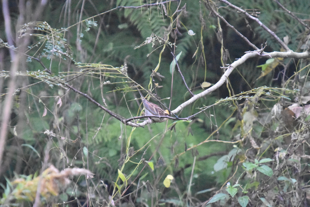 ミヤマホオジロ