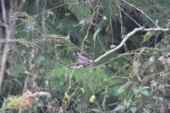 ミヤマホオジロ