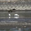 ヘラサギとクロツラヘラサギ