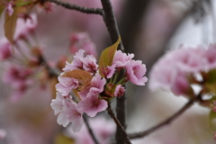公園の桜（八重桜から訂正）
