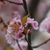 公園の桜（八重桜から訂正）