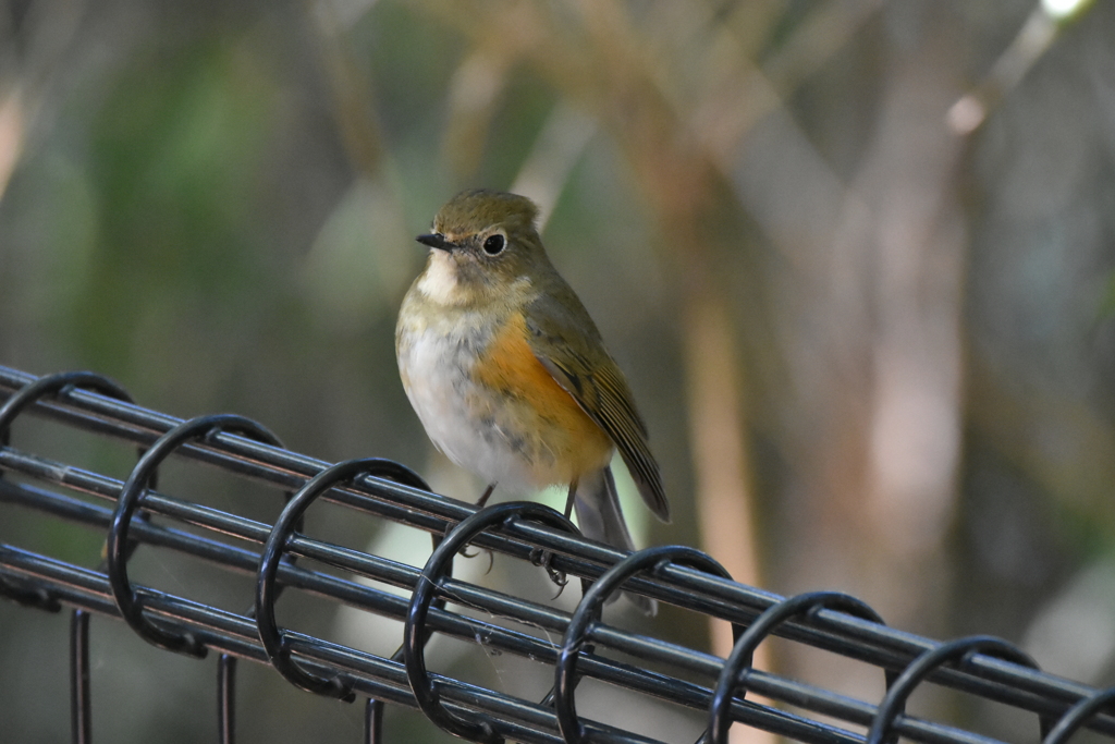 ルリ子さん　西南の杜湖畔公園