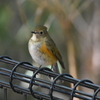 ルリ子さん　西南の杜湖畔公園