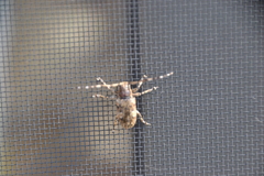 サビカミキリムシの仲間？