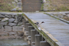 コガモ　遠賀川