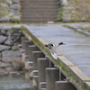 コガモ　遠賀川