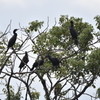 カワウの集会