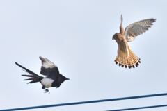 カチガラス　対　チョウゲンボウ