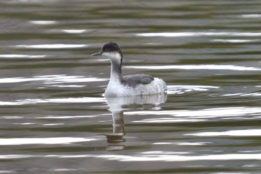 ハジロカイツブリ