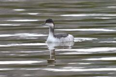 ハジロカイツブリ