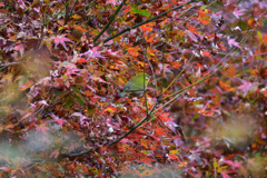 紅葉とメジロ