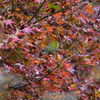 紅葉とメジロ