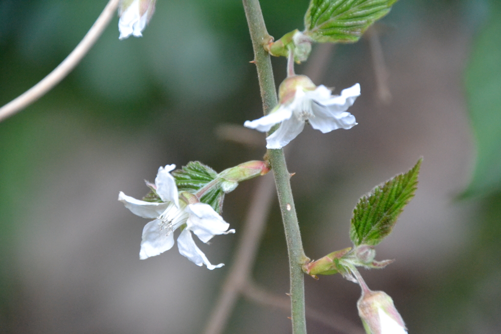 野イチゴの花