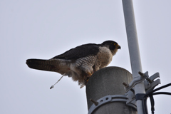 ハヤブサ　※閲覧注意