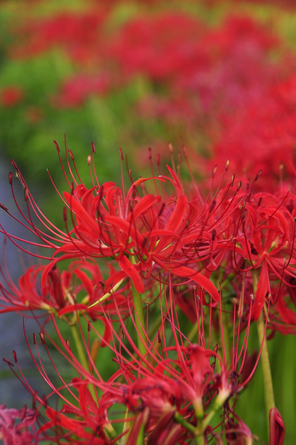 曼珠沙華