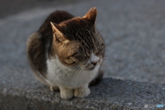日向ぼっこ中の猫様