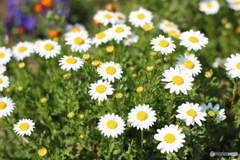 綺麗なお花達