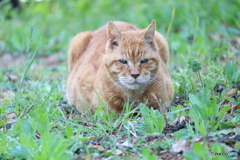 ワイルド猫ちゃん。