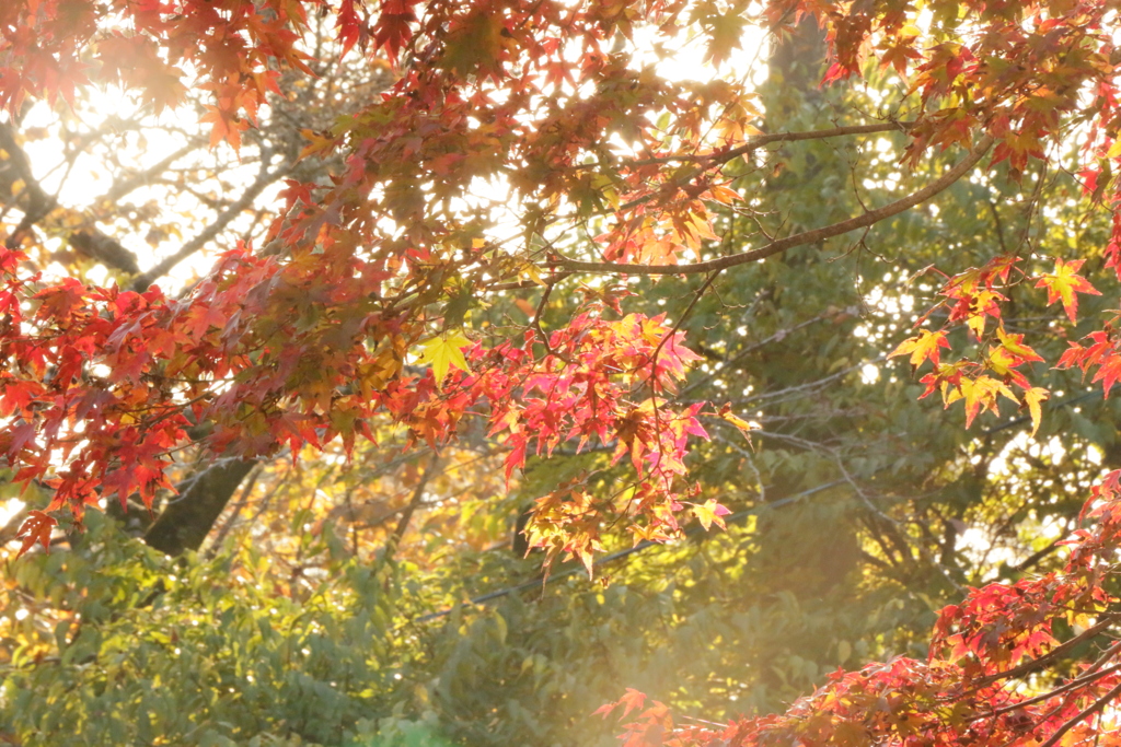 紅葉
