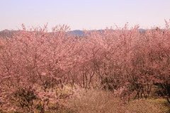 桜林