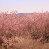 桜林