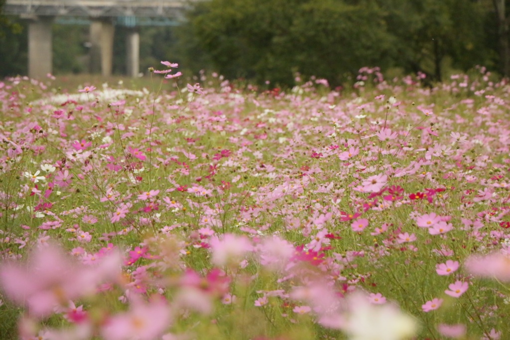 秋桜の絨毯
