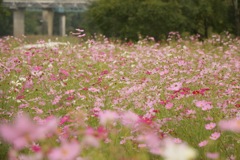 秋桜の絨毯